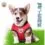 body Harness with leash