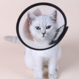 Ecollar size 5 for pets