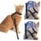 leash Harness