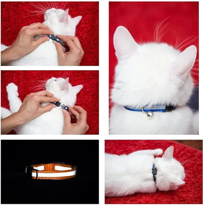 Leashes Collars 2