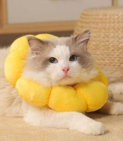 Sunflower Shape Elizabeth collar for cat