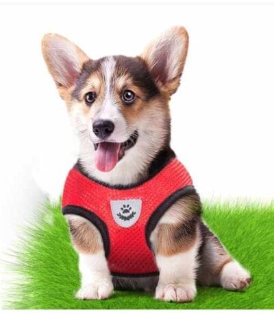 body Harness with leash
