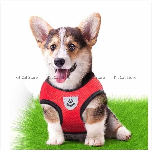 body Harness with leash