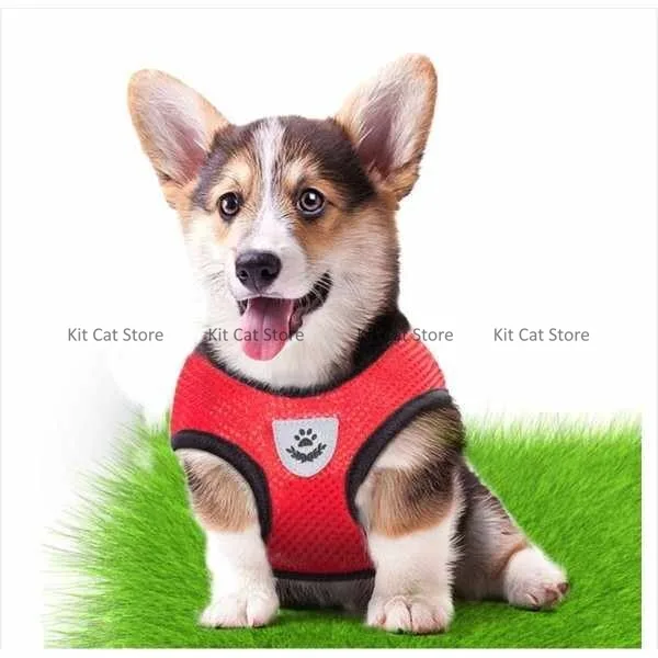 body Harness with leash