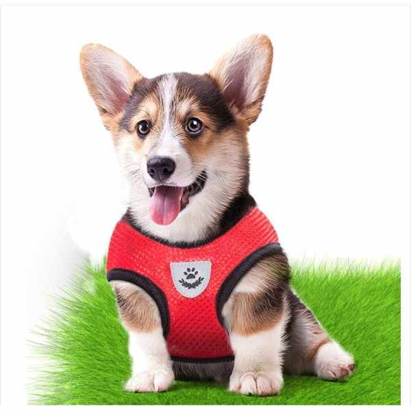 body Harness with leash
