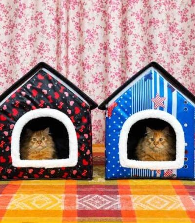 cat house cat bed dochala design