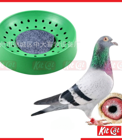 pigeon hari egg laying