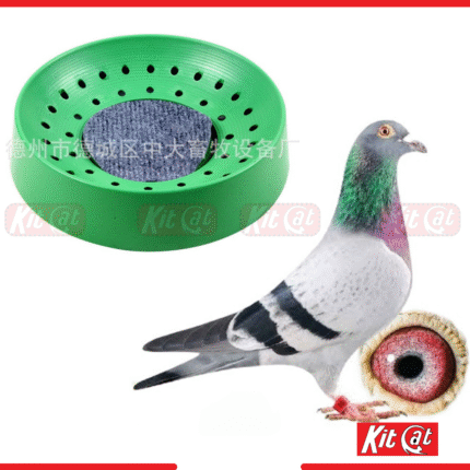 pigeon hari egg laying