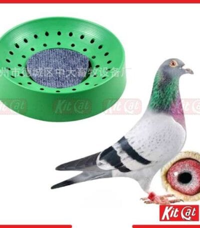 pigeon hari egg laying
