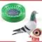 pigeon hari egg laying