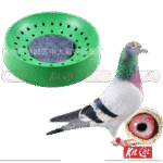 Pigeon & Birds