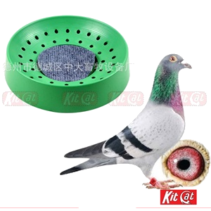 Pigeon Birds