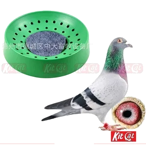 Pigeon Birds