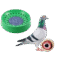 Pigeon and Birds