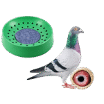 Pigeon and Birds