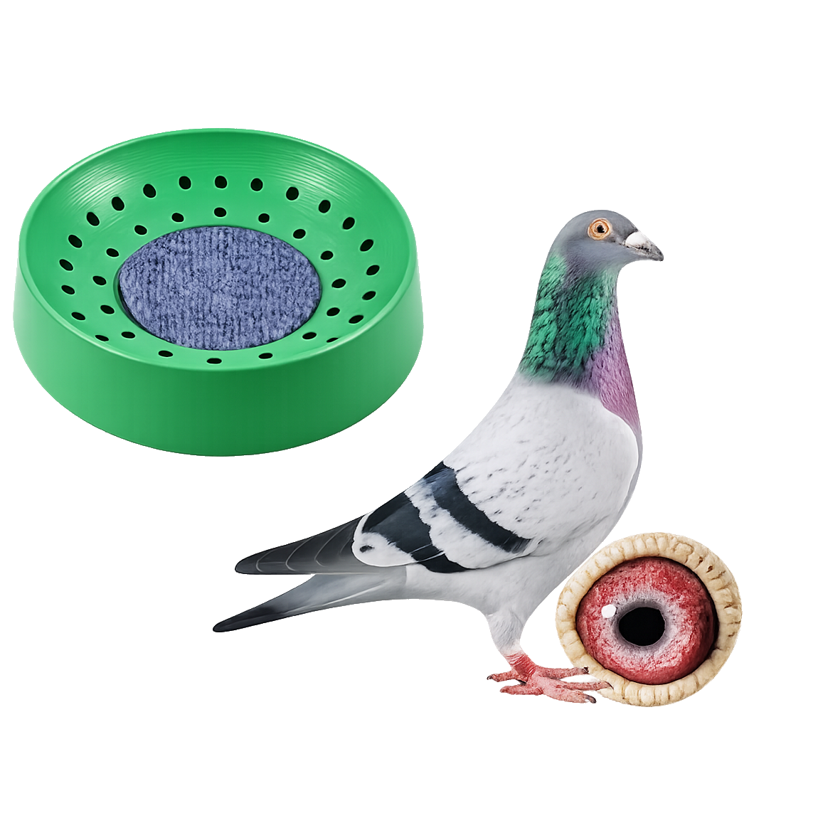 Pigeon and Birds