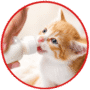 Milk replacer for rescued kitten and pets