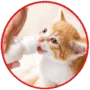 Milk replacer for rescued kitten and pets