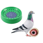 Pigeon and Birds