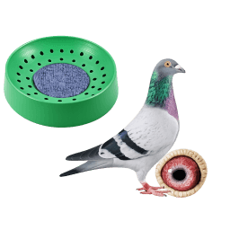 Pigeon and Birds