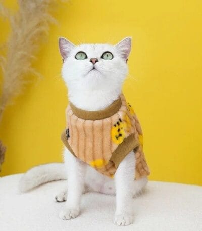 cat winter clothes
