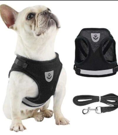 Large cat harness leash set