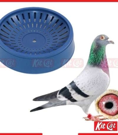 pigeon hari egg laying nest