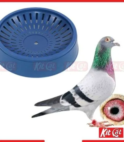 pigeon hari egg laying nest