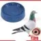 pigeon hari egg laying nest
