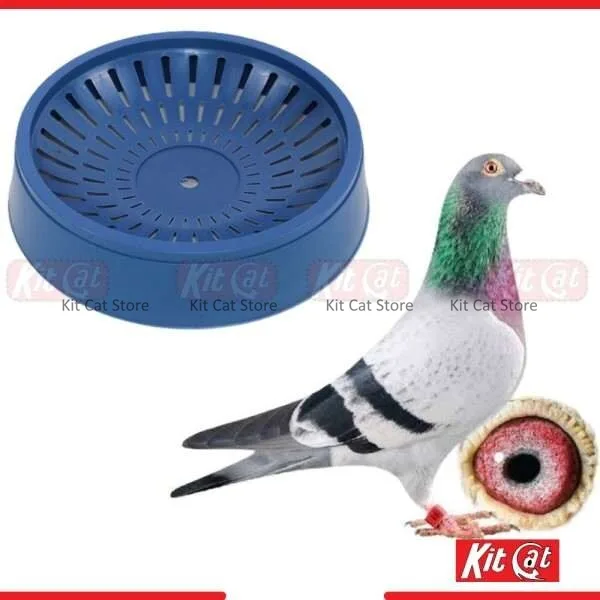 pigeon hari egg laying nest