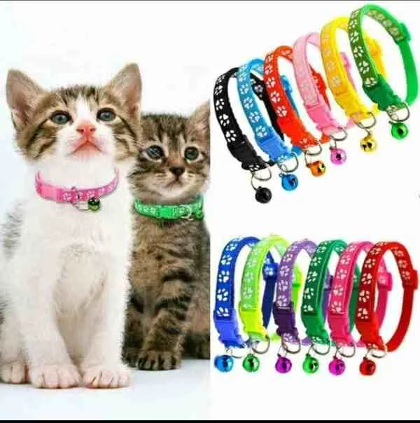 paw print cat collar bd